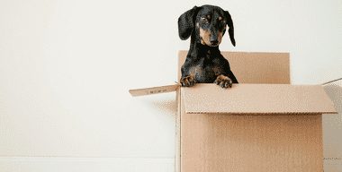 Article - Tips for Moving Home with a Dog