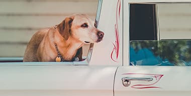 Article - Moving to a New Home with Pets 